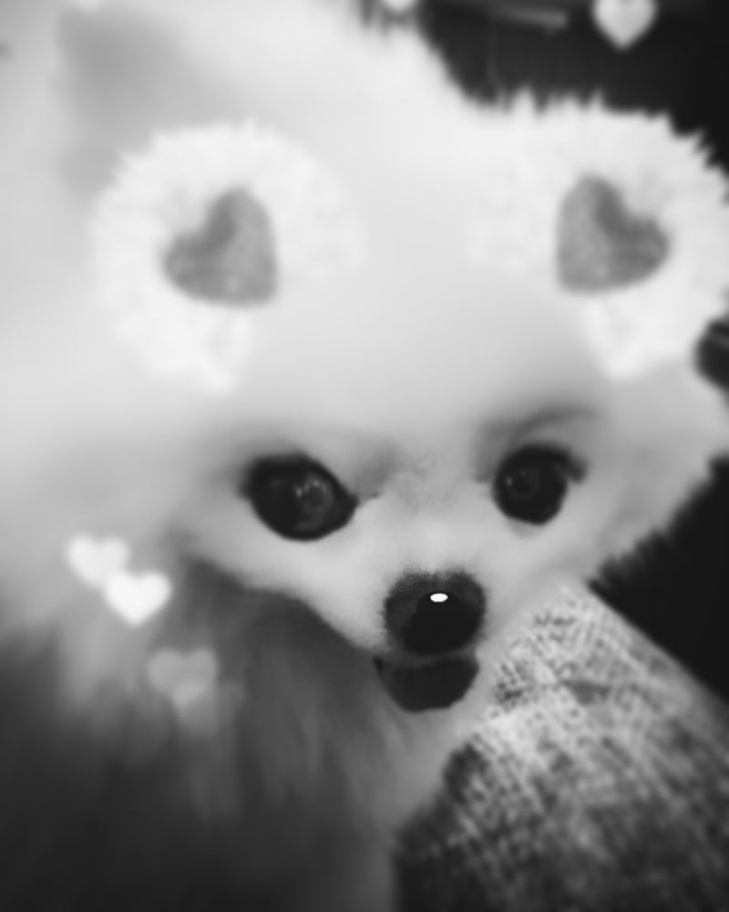 ディ・エアーデ臨時休業のお知らせ