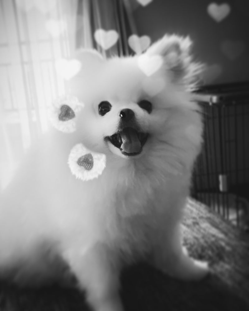 本日、5/27(月)ディ・エアーデ休業日です