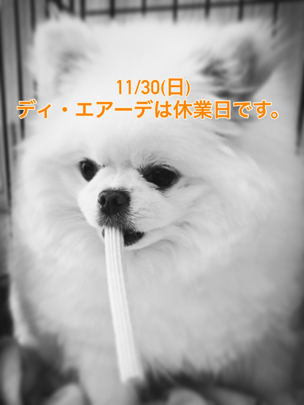 本日、11/30(日)ディ・エアーデは休業日です。